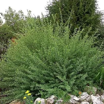 Ива НАНА пурпурная  Ива НАНА пурпурная в Калинковичах