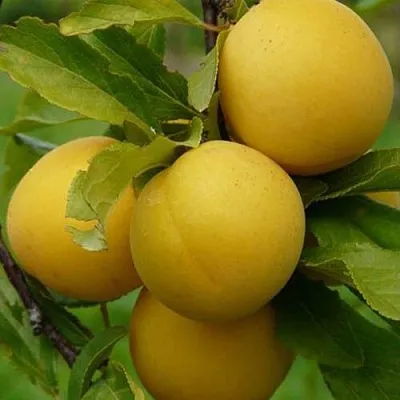 Слива СОЛНЫШКО в Калинковичах