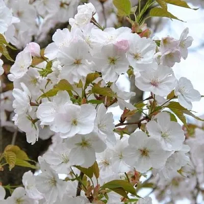 Сакура САНСЕТ БУЛЕВАРД  Сакура САНСЕТ БУЛЕВАРД в Калинковичах