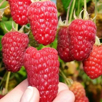 Малина МОСКОВСКИЙ ВЕЛИКАН — описание сорта Малина МОСКОВСКИЙ ВЕЛИКАН в Калинковичах