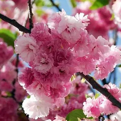 Сакура ПИНК ПЕРФЕКШН  Сакура ПИНК ПЕРФЕКШН в Калинковичах