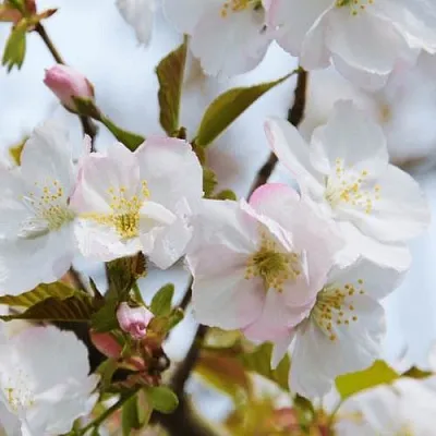 Вишня ОКАМЕ  Вишня ОКАМЕ в Калинковичах