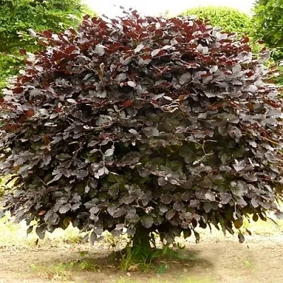 Бук лесной АТРОПУНИЦЕА  Бук лесной АТРОПУНИЦЕА в Калинковичах