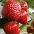 Клубника АРГЕНТЕРА в Калинковичах