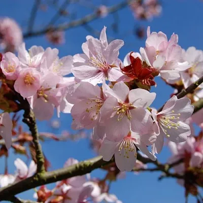 Вишня РАНЧО САРЖЕНТА  Вишня РАНЧО САРЖЕНТА в Калинковичах