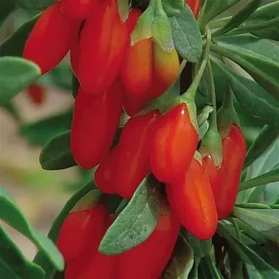 Годжи ВЯЧЕСЛАВ  Годжи ВЯЧЕСЛАВ в Калинковичах