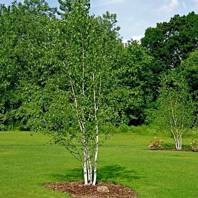 Береза бумажная  Береза бумажная в Калинковичах