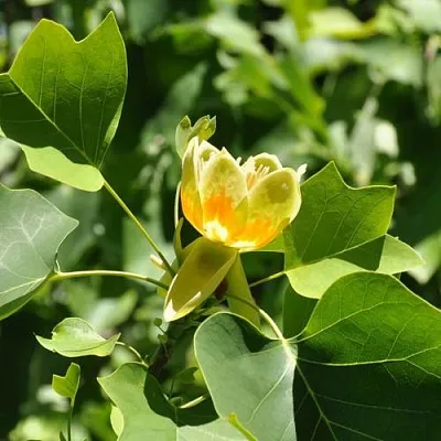 ЛИРИОДЕНДРОН тюльпанный  ЛИРИОДЕНДРОН тюльпанный в Калинковичах