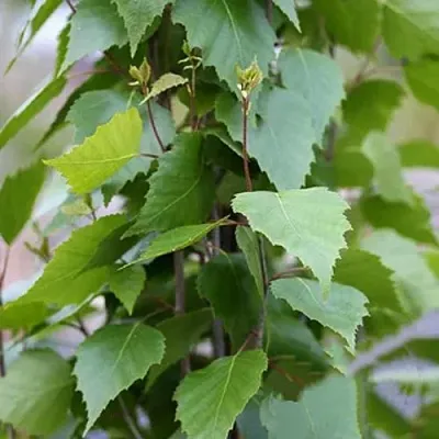 Береза ФАСТИГИАТА повислая   Береза ФАСТИГИАТА повислая  в Калинковичах