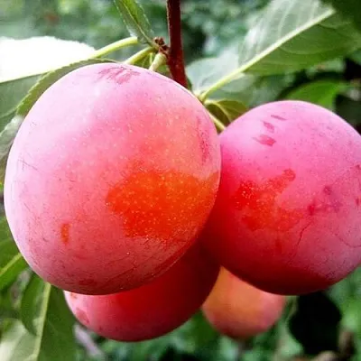 Слива КОМЕТА в Калинковичах