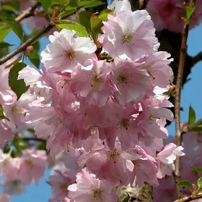 Вишня АККОЛЕЙД цветущая  Вишня АККОЛЕЙД цветущая в Калинковичах