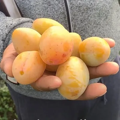 Слива ЯХОНТОВАЯ в Калинковичах