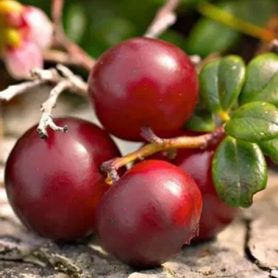 Клюква ЭРЛИ БЛЭК — описание сорта Клюква ЭРЛИ БЛЭК в Калинковичах