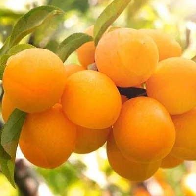 Слива МАРА в Калинковичах