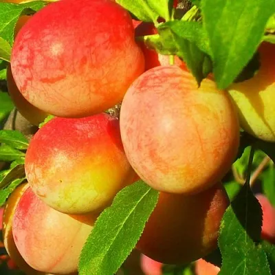 Слива ВИТЬБА  Слива ВИТЬБА в Калинковичах