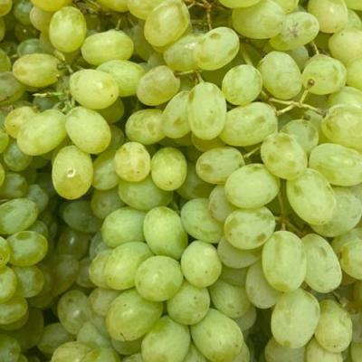 Зеленый в Калинковичах