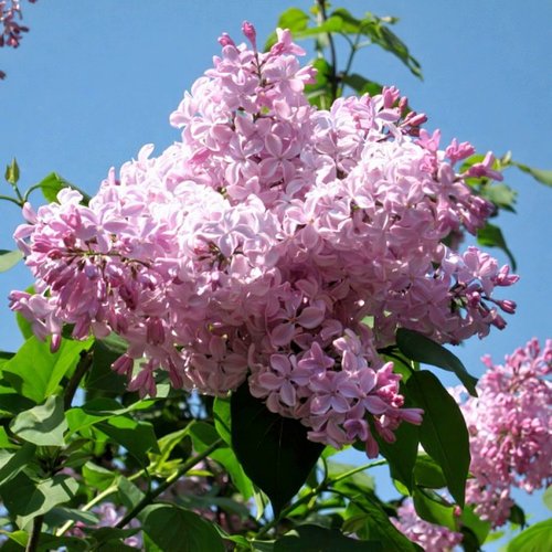 Сирень БУФФОН в Калинковичах