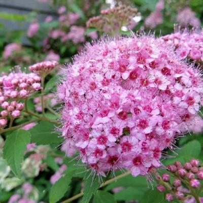 Розовая в Калинковичах