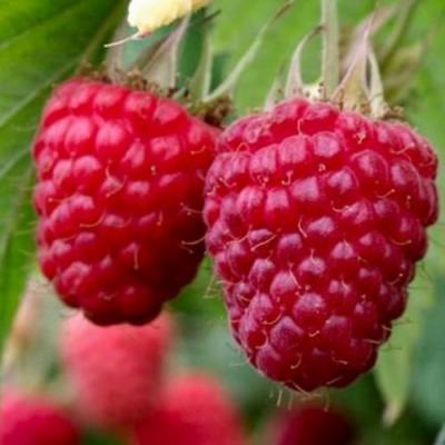 Средняя в Калинковичах