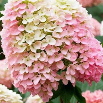 Низкорослые (карликовые) в Калинковичах