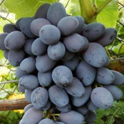 Черный виноград в Калинковичах