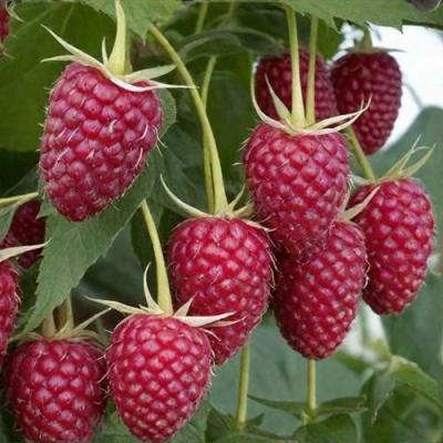 Высокая в Калинковичах