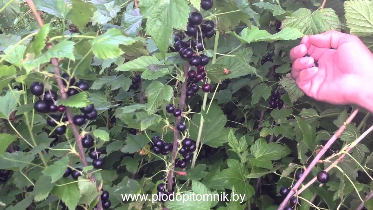 Превью видео