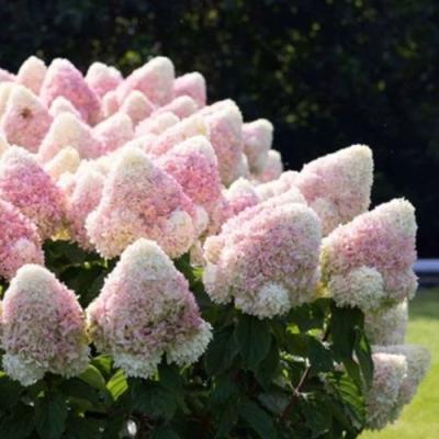 Бело-розовая в Калинковичах