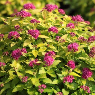 Японская в Калинковичах