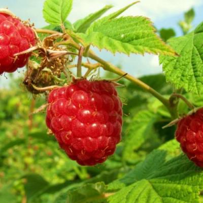 Бесшипная в Калинковичах