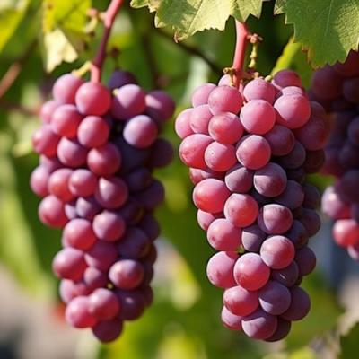 Фиолетовый в Калинковичах