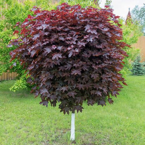 Клен красный в Калинковичах