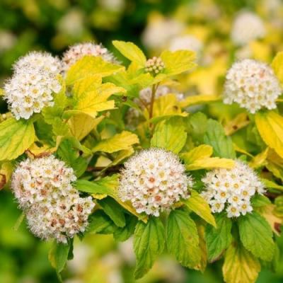 Желтый в Калинковичах