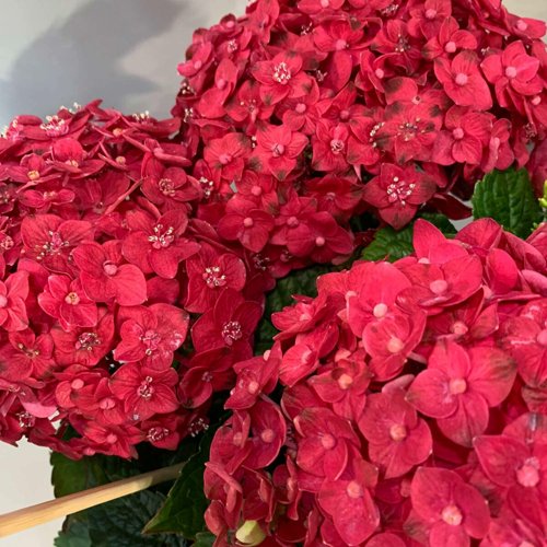 Гортензия ЭНДЛЕСС САММЕР ЛАВ крупнолистная в Калинковичах