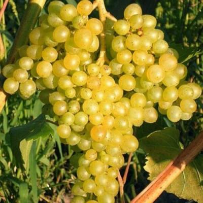 Желтый в Калинковичах