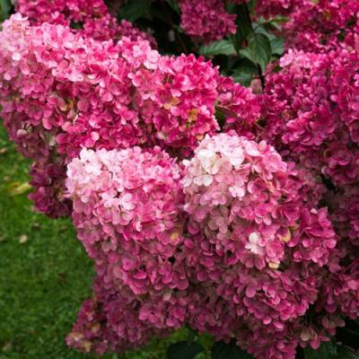 Фрайз в Калинковичах