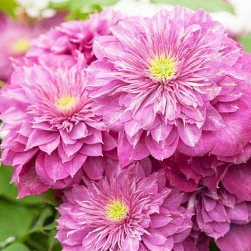 Клематис КАЙЗЕР в Калинковичах