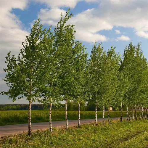 Береза обыкновенная в Калинковичах