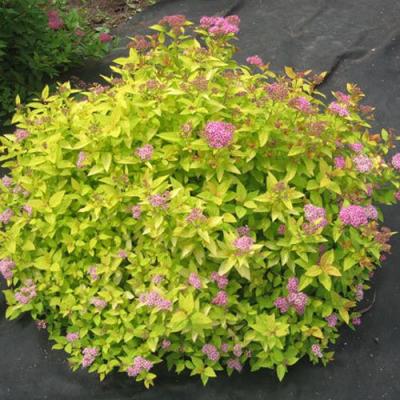 Голден в Калинковичах