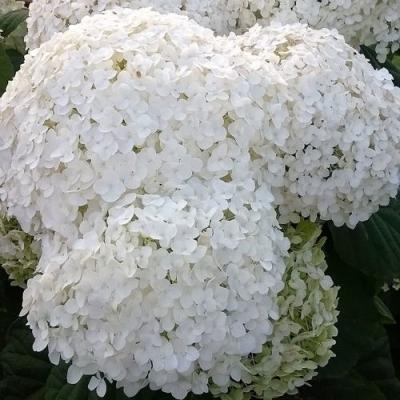 Белая в Калинковичах