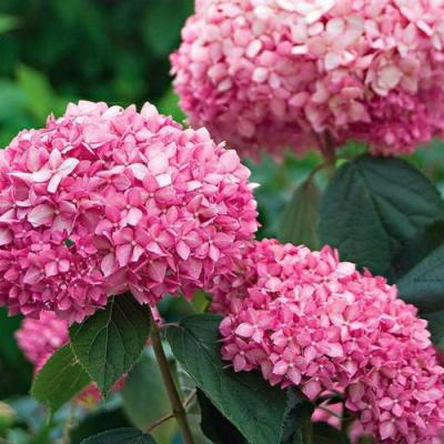 Розовая в Калинковичах