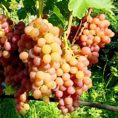 Сладкий в Калинковичах