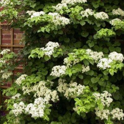 Черешковая в Калинковичах