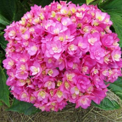 Ремонтантная в Калинковичах