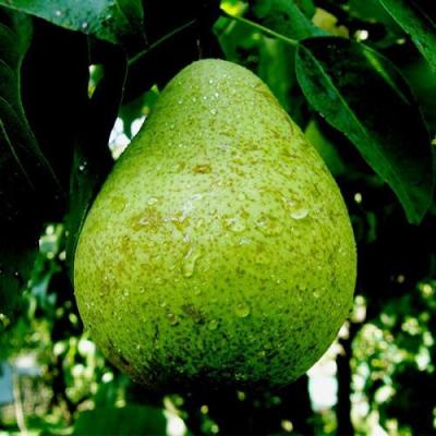 Зеленая в Калинковичах