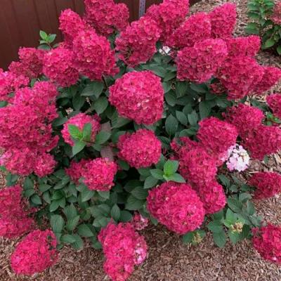 Красная в Калинковичах