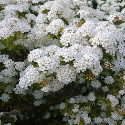 Белая в Калинковичах