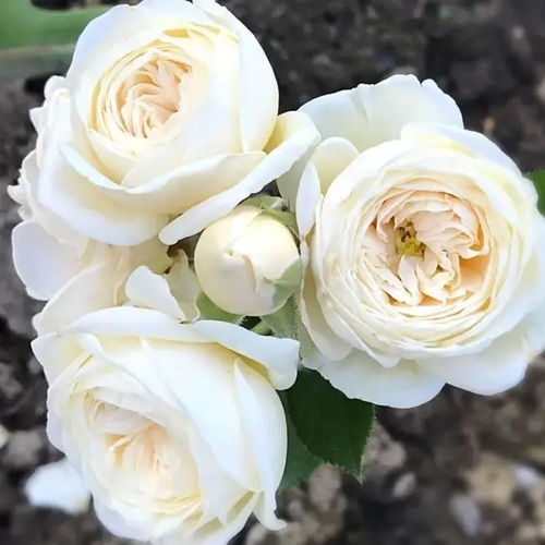 Роза АРТЕМИС шраб в Калинковичах