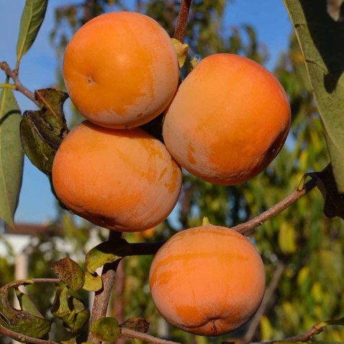 Хурма РОССИЯНКА в Калинковичах