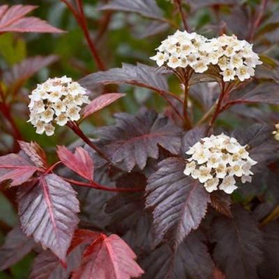 Бордовый в Калинковичах